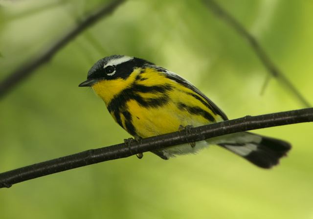 magnolia_warbler558.jpg