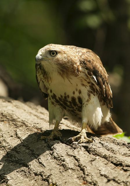 red-tailed_hawk0597.jpg