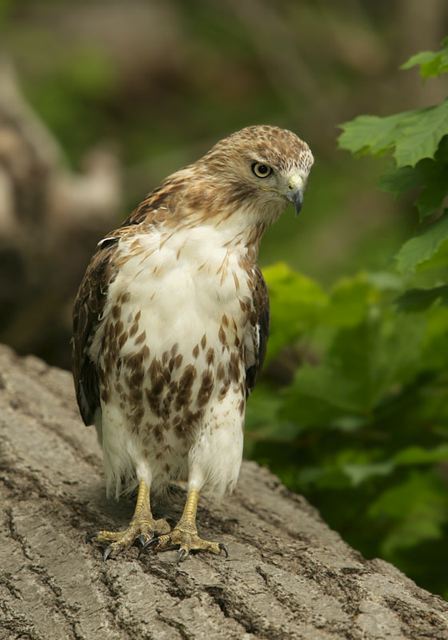 red-tailed_hawk0614.jpg