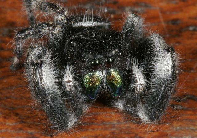 spider4191.jpg