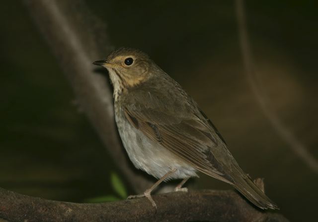 swainson_s_thrush0584.jpg