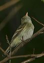 acadian_flycatcher0665