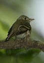 acadian_flycatcher0670