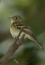 acadian_flycatcher0681