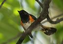 american_redstart0628