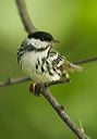 blackpoll_warbler511