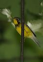 canada_warbler497