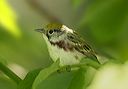 chestnut-sided_warbler577