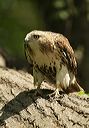 red-tailed_hawk0597