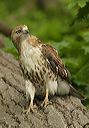 red-tailed_hawk0622