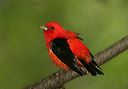 scarlet_tanager537