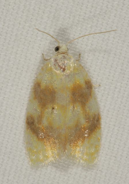 acleris_semipurpurana0770.jpg