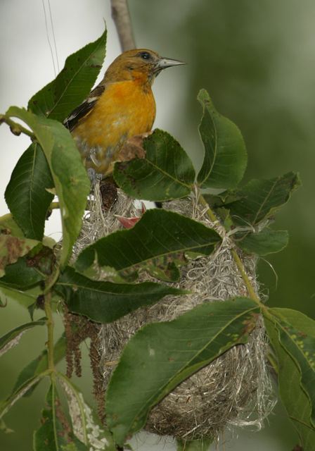 baltimore_oriole0717.jpg