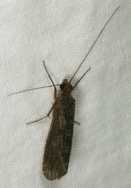 caddisfly0811.jpg