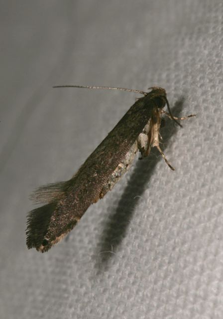 gracillariidae0738.jpg