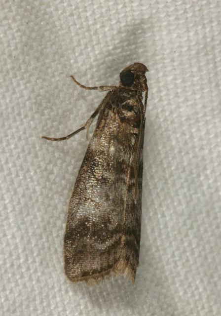 sciota_uvinella0820.jpg