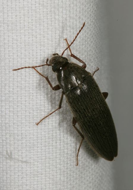 synchroa_sp0757.jpg