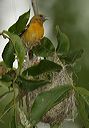 baltimore_oriole0717