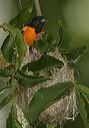 baltimore_oriole0724