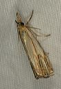 crambus_agitatellus0817