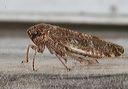 leaf_hopper631