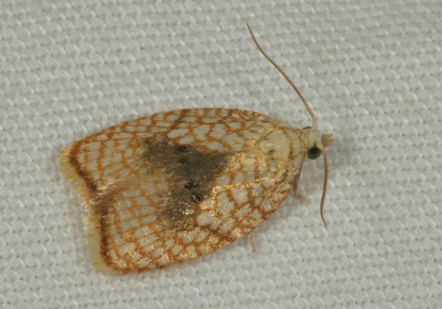 acleris_forskaleana1140.jpg