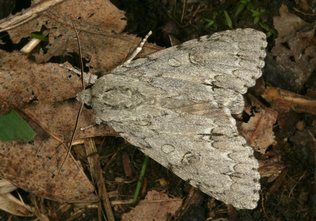 acronicta_americana1590.jpg