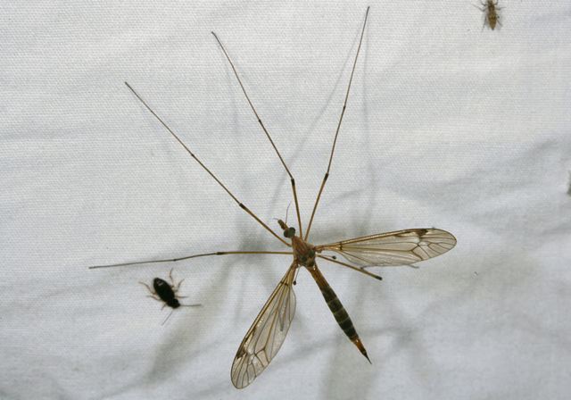 crane_fly1491.jpg