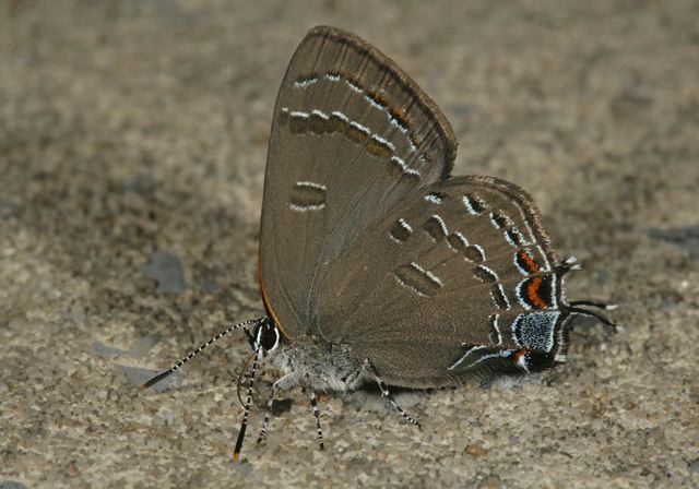 gray_hairstreak1617.jpg