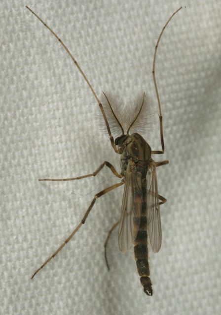 midge0969.jpg