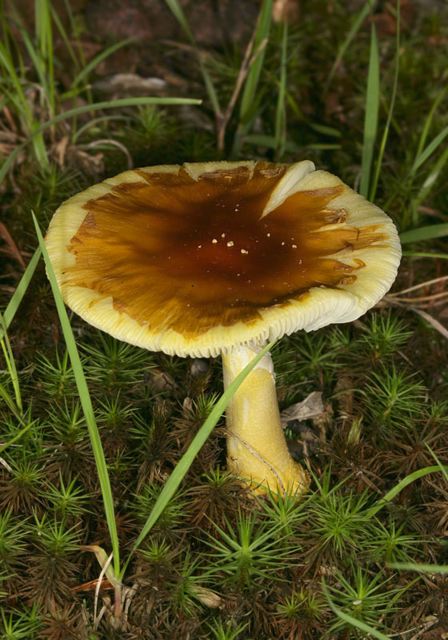 mushroom1245.jpg