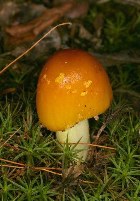 mushroom1248.jpg