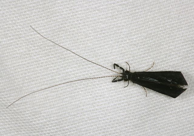 mystacides_caddisfly1076.jpg