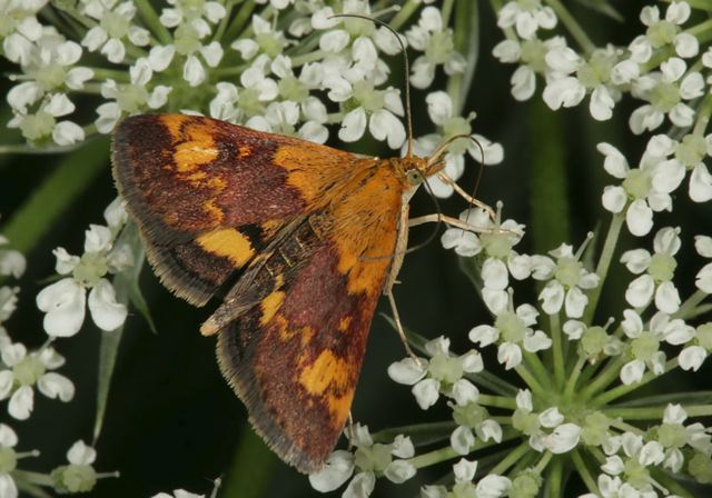 pyrausta_orphisalis1269.jpg