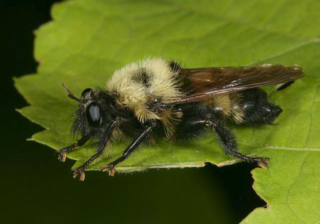 robber_fly1344.jpg