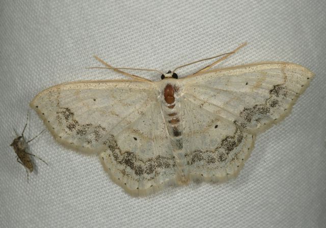 scopula_limboundata1155.jpg