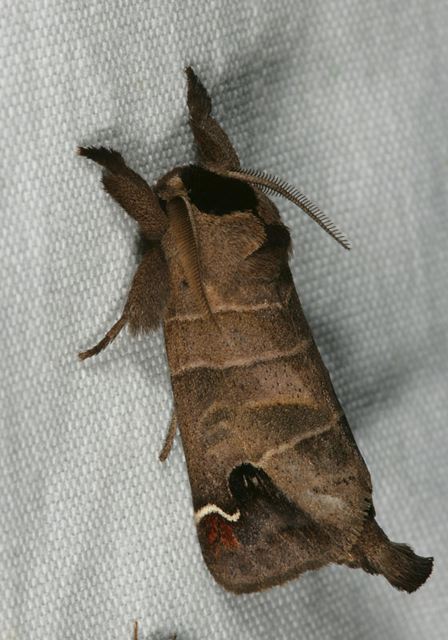 sigmoid_prominent1403.jpg