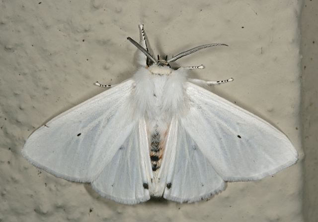 spilosoma_virginica0978.jpg