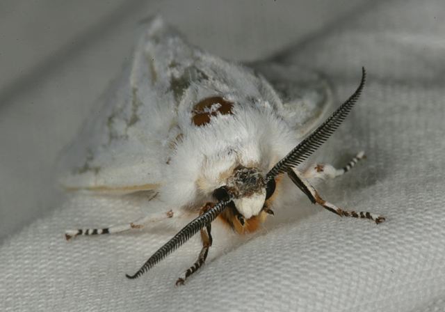 spilosoma_virginica1186.jpg