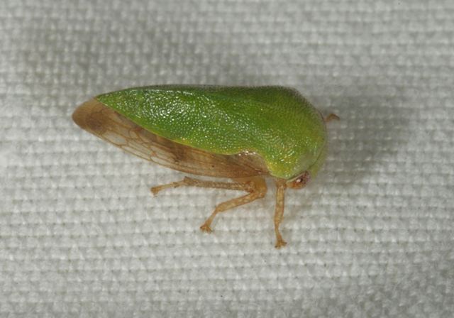 treehopper0894.jpg