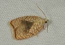 acleris_forskaleana1140