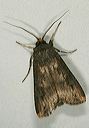 agrotis_ipsilon1534