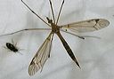 crane_fly1493