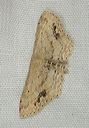 idaea_dimidiata1513