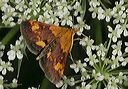 pyrausta_orphisalis1269