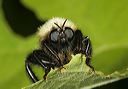 robber_fly1331