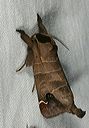 sigmoid_prominent1403