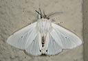 spilosoma_virginica0978