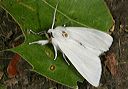 spilosoma_virginica1178