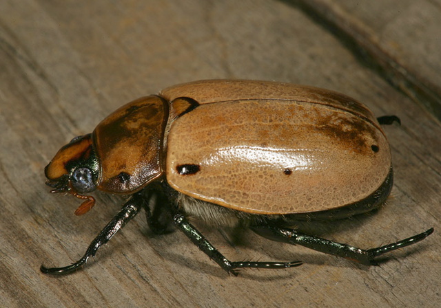 _grapevine_beetle1639.jpg